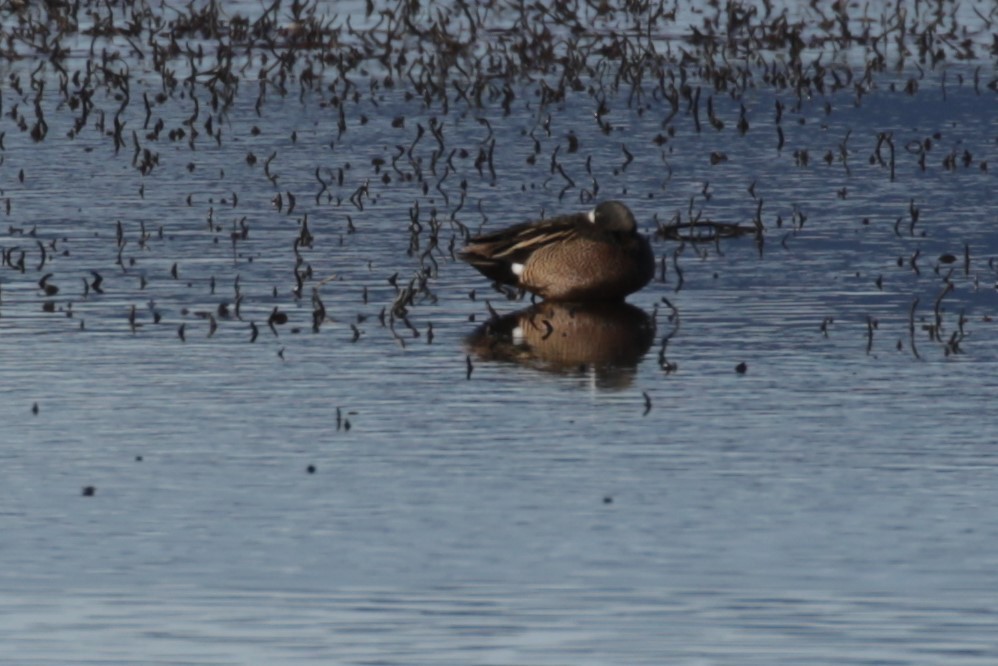 Blue-winged Teal - ML409138591