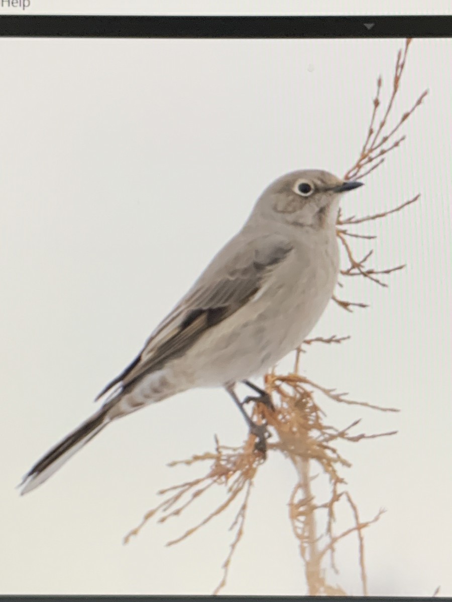 Townsend's Solitaire - ML409142581