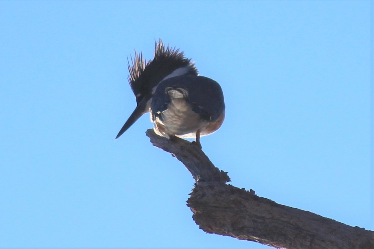 Belted Kingfisher - ML409145011