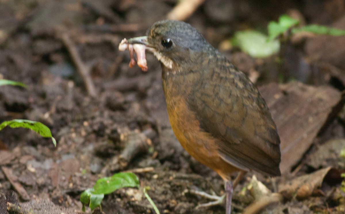 Moustached Antpitta - ML40914591