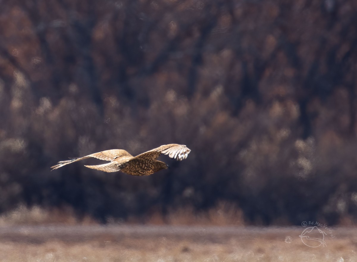 Red-tailed Hawk (Harlan's) - ML409146111