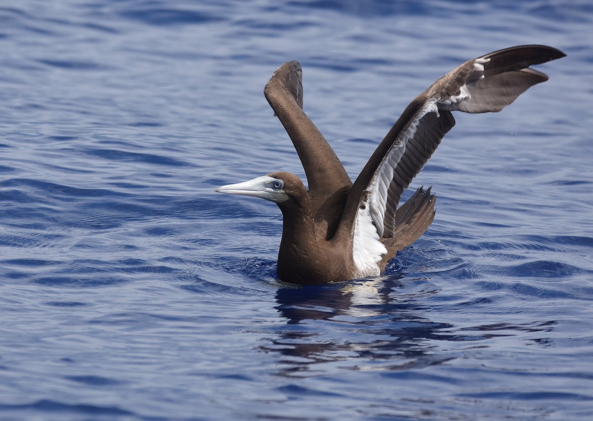 Brown Booby - ML409147291