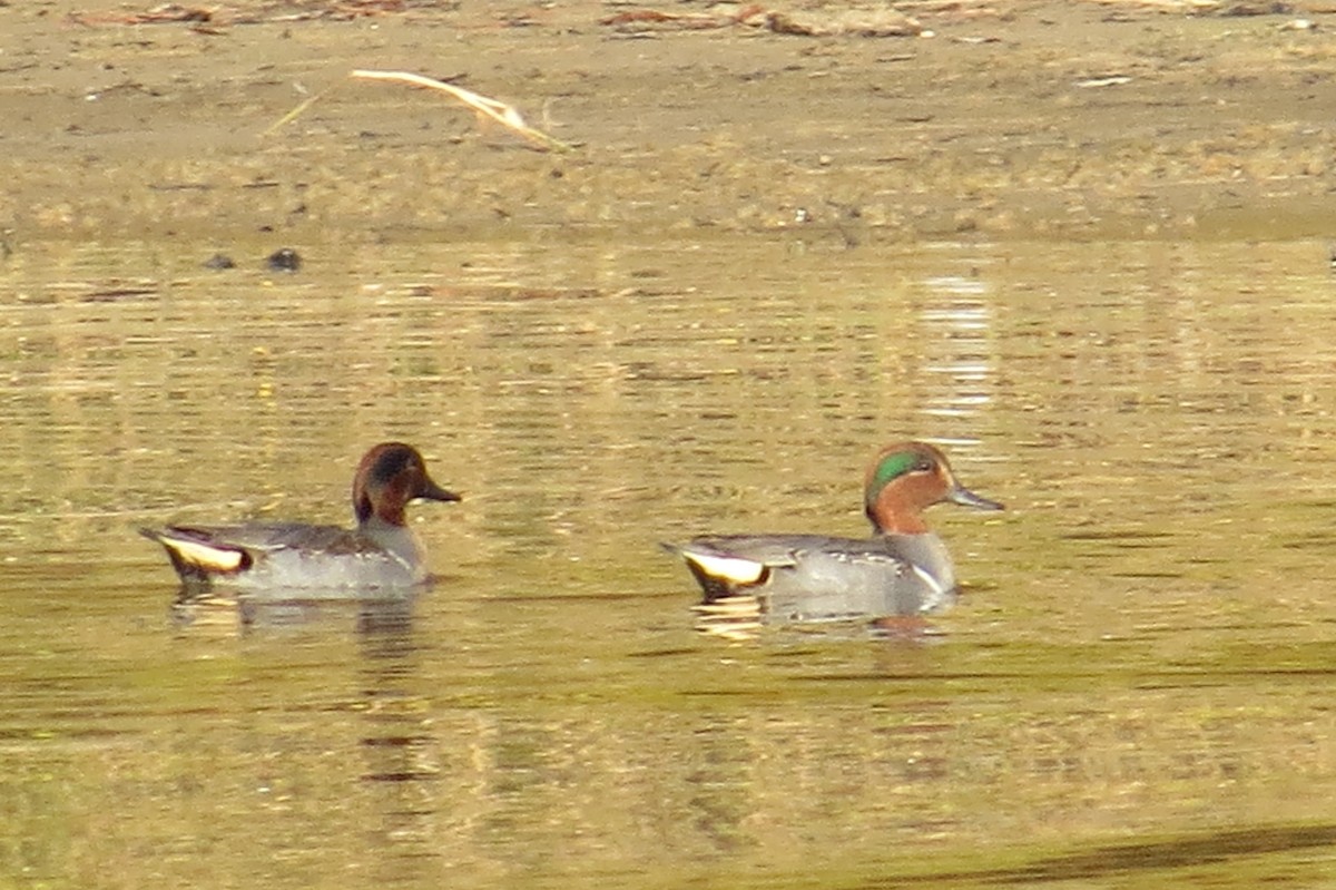 Green-winged Teal - ML40914831