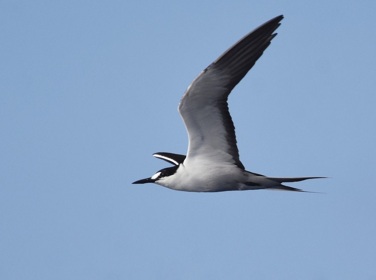 Sooty Tern - Christopher Lindsey