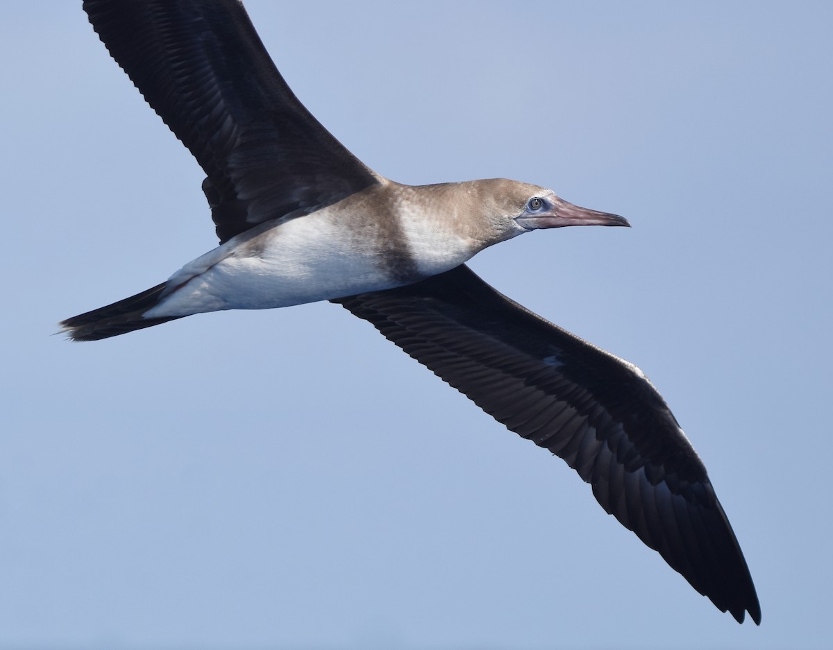 Red-footed Booby - ML409151941