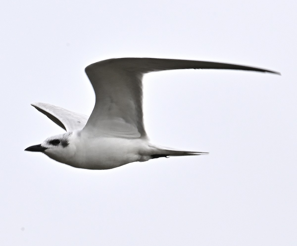 Gull-billed Tern - Lawrence Gladsden