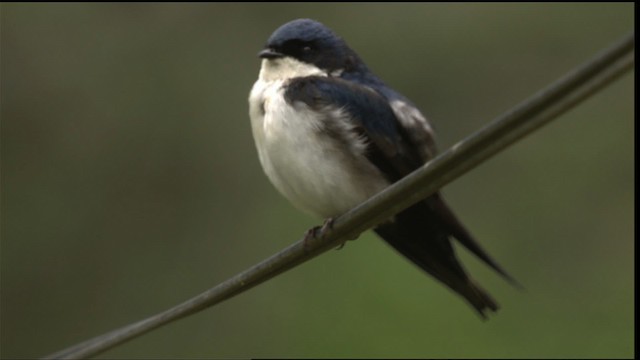 Blue-and-white Swallow (cyanoleuca) - ML409160