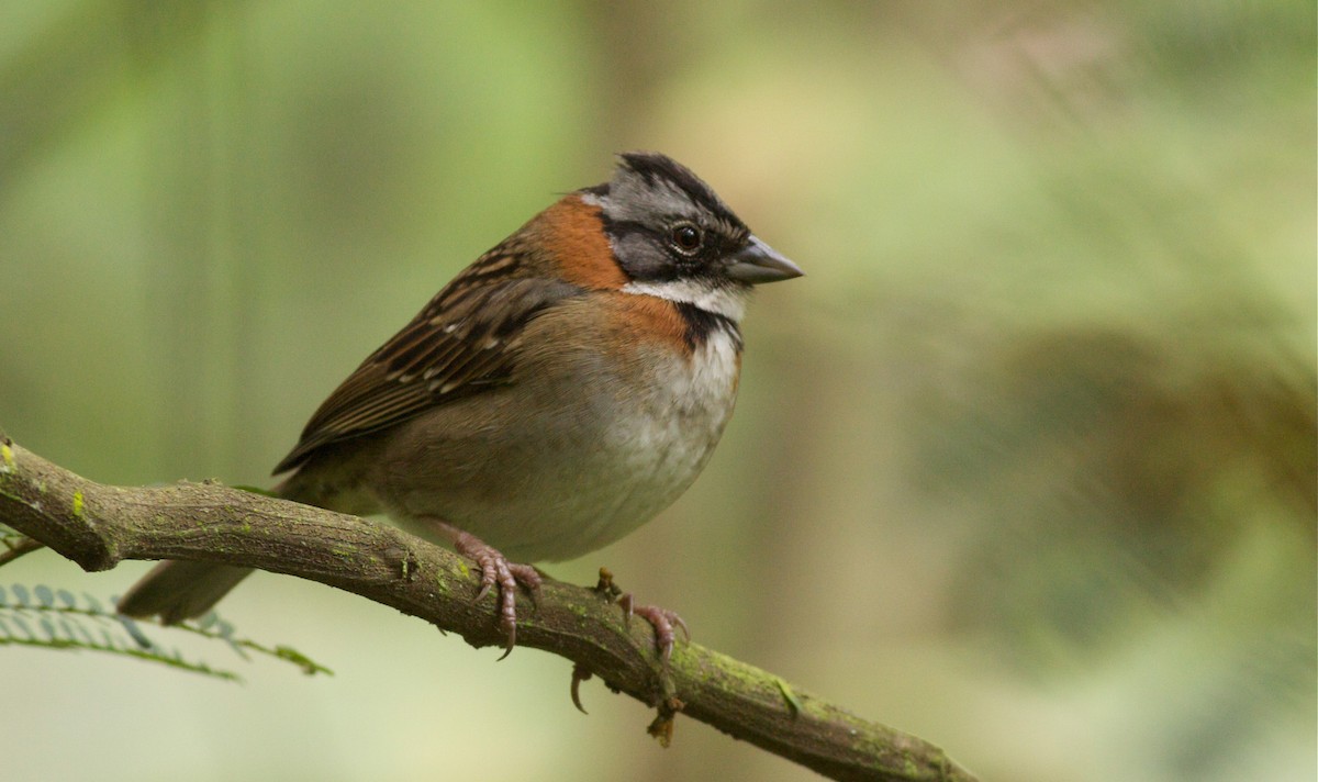 Rufous-collared Sparrow - ML40916021