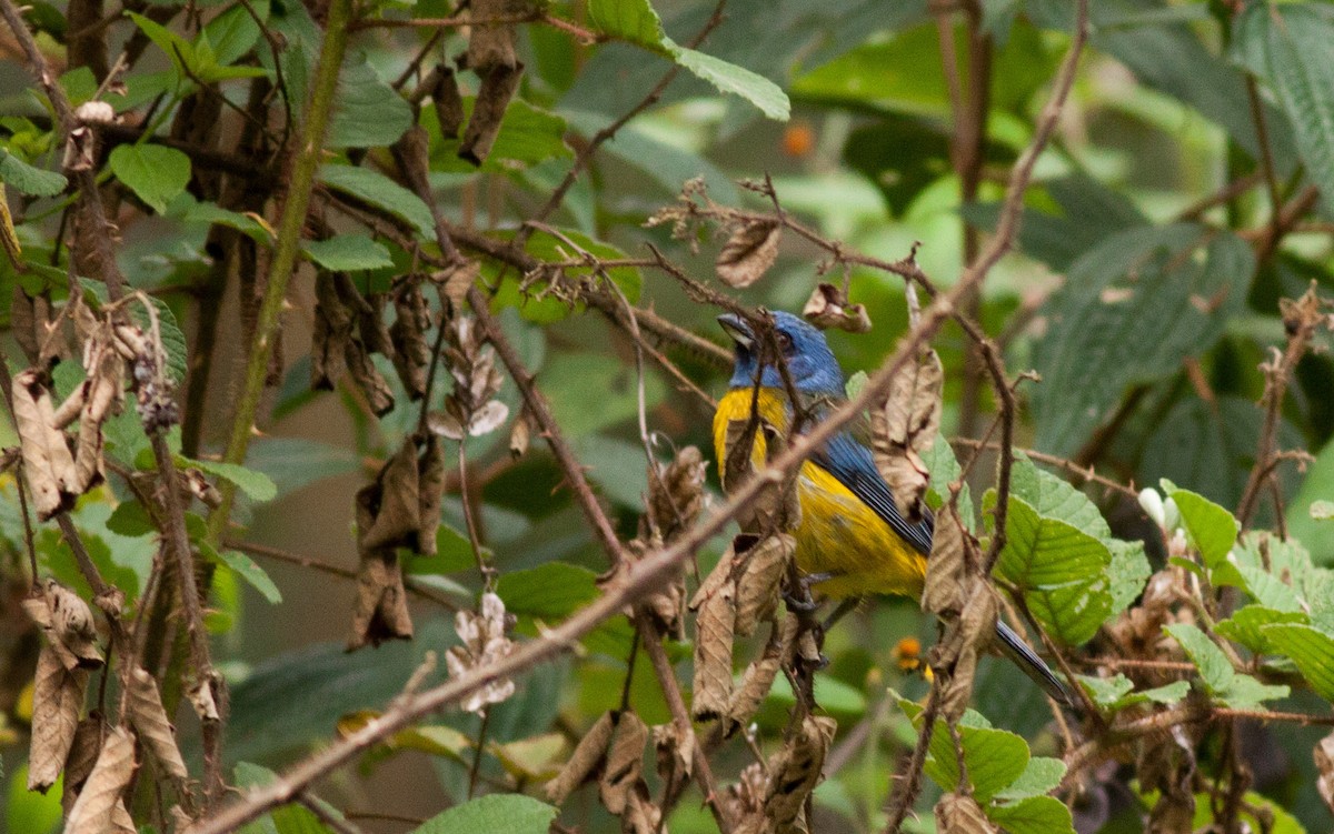 Blue-and-yellow Tanager - ML40916061