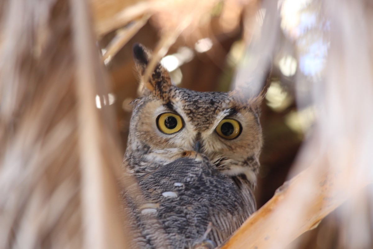 Great Horned Owl - Debbi Senechal