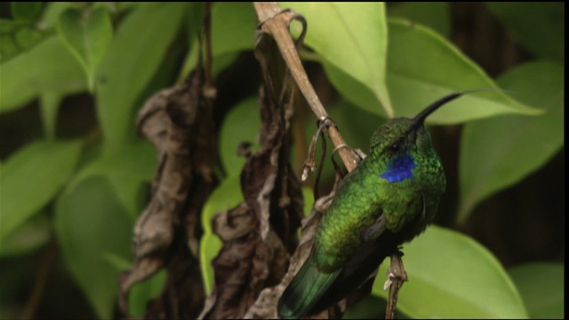 kolibřík modrouchý (ssp. cabanidis) - ML409164