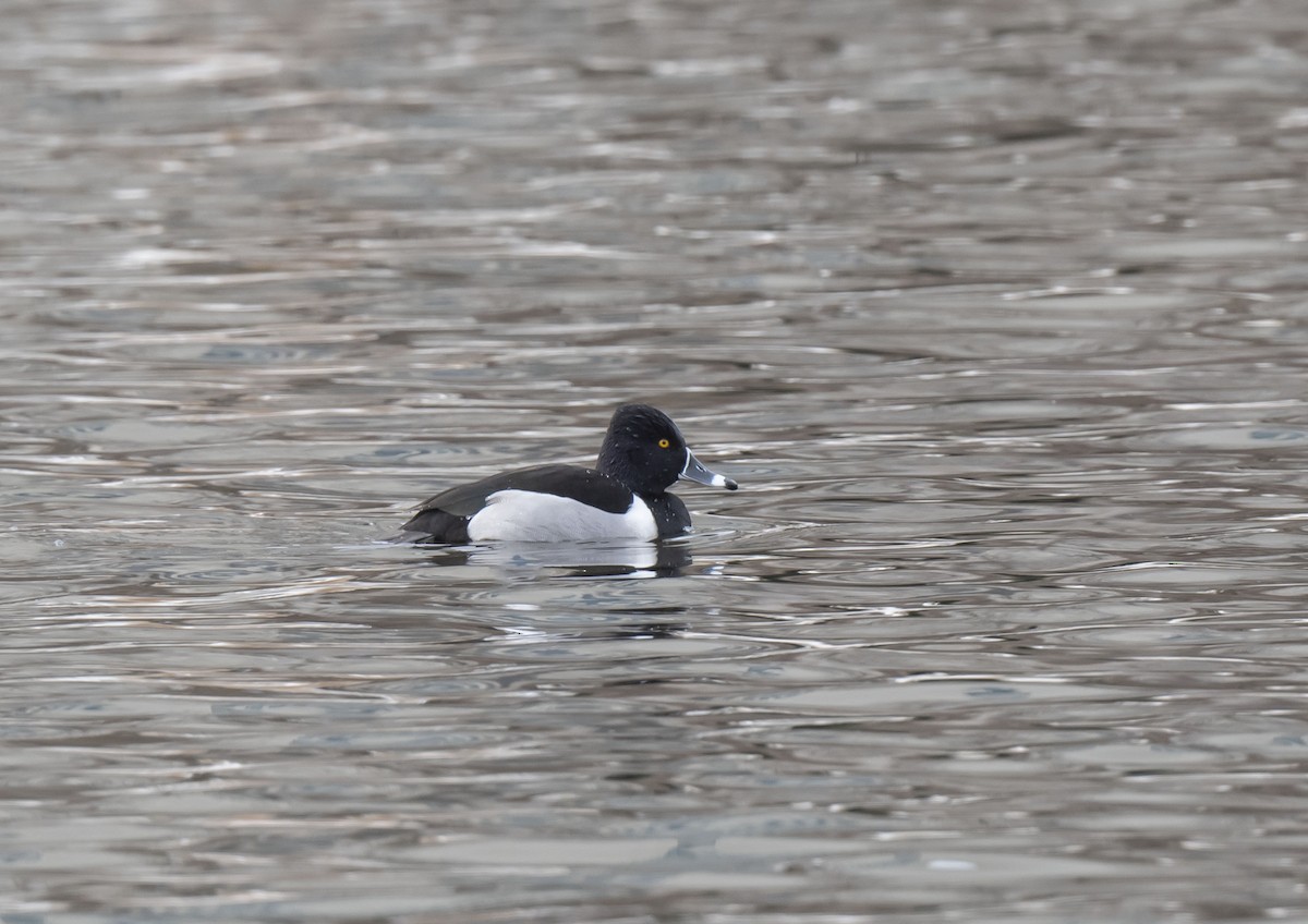 Ring-necked Duck - Ronnie d'Entremont