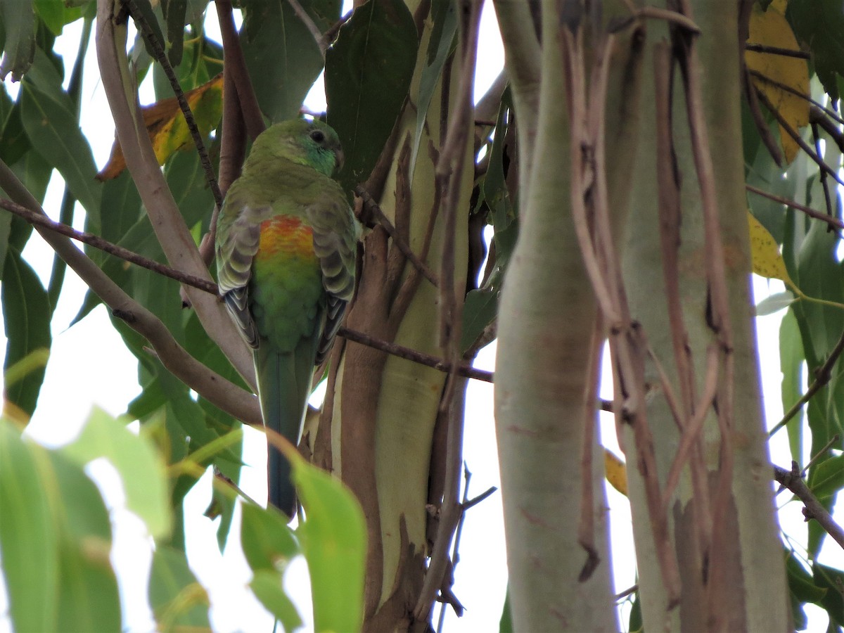 Red-rumped Parrot - ML409170241