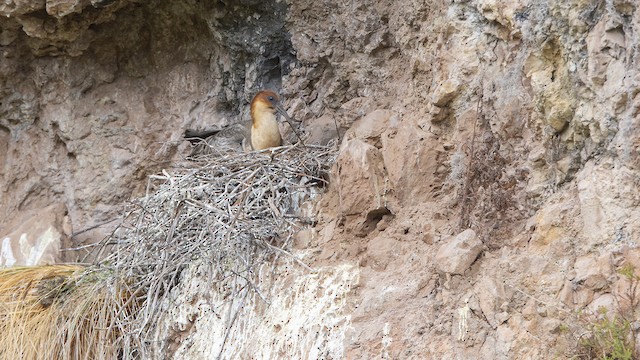 Adult on nest; January, Cuzco [Cusco], Peru. - Andean Ibis - 