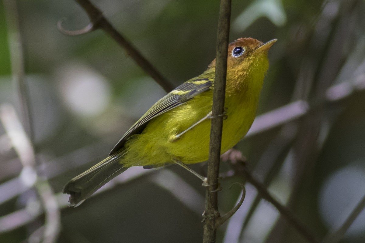 Yellow-breasted Warbler - ML40917541