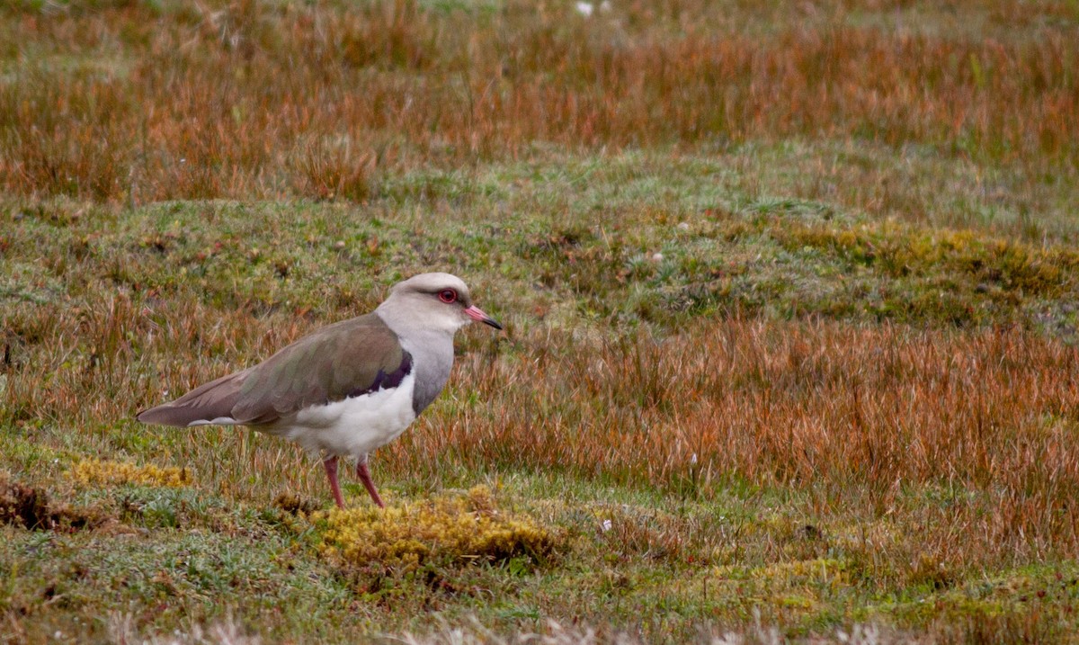 Andean Lapwing - ML40917901
