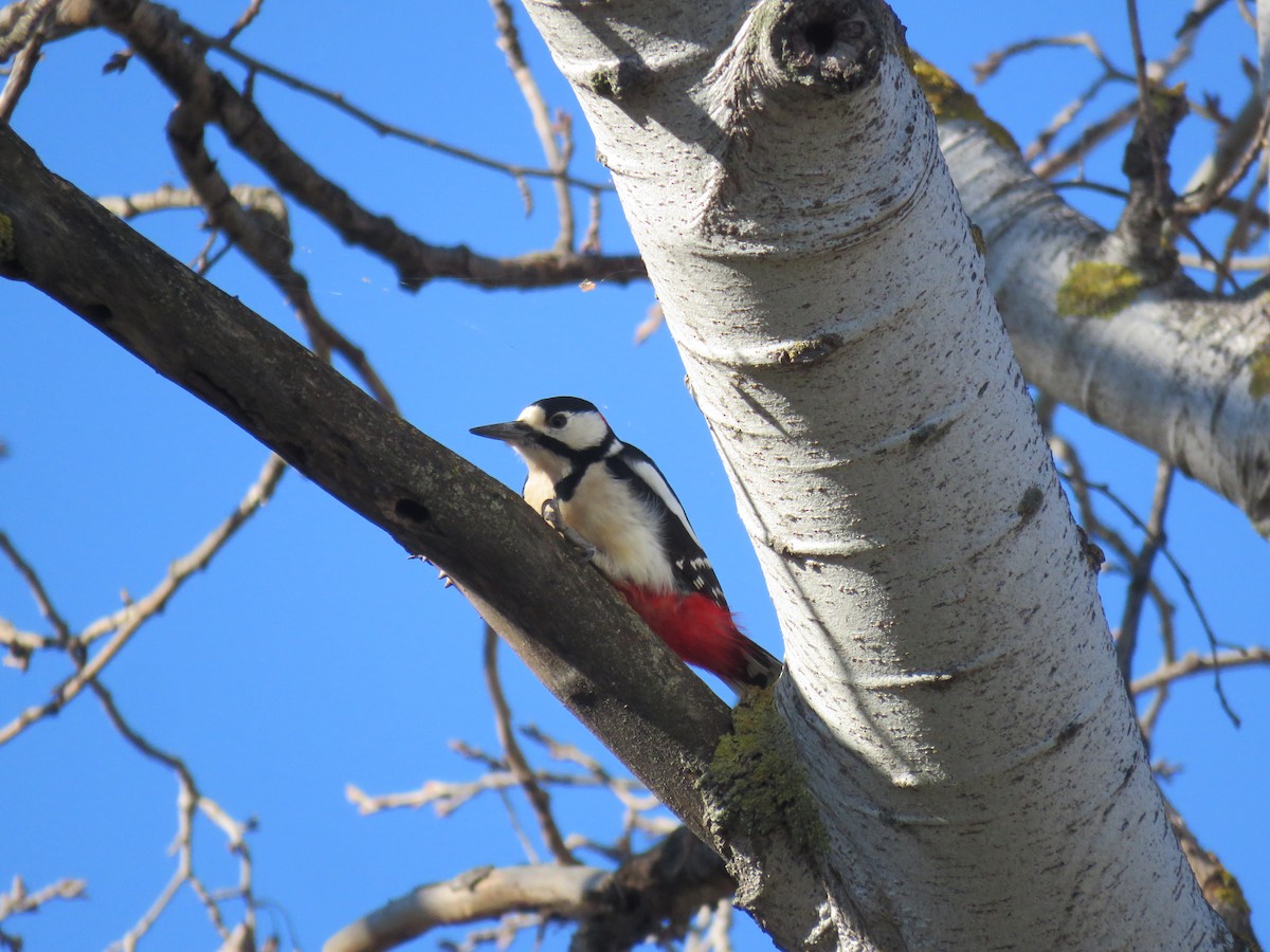 Great Spotted Woodpecker - ML409179411