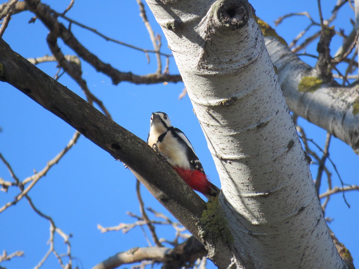 Great Spotted Woodpecker - ML409179421