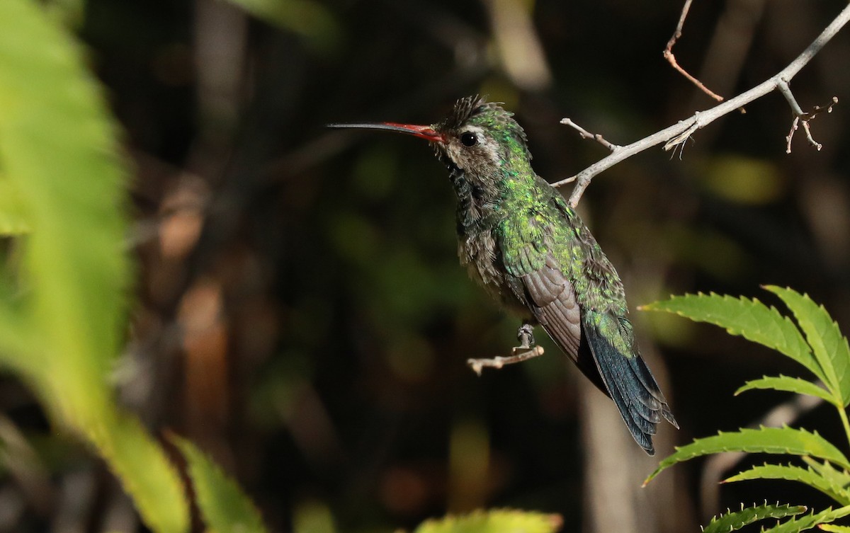 Broad-billed Hummingbird - Chris McCreedy - no playbacks