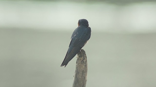 Pacific Swallow - ML409182351