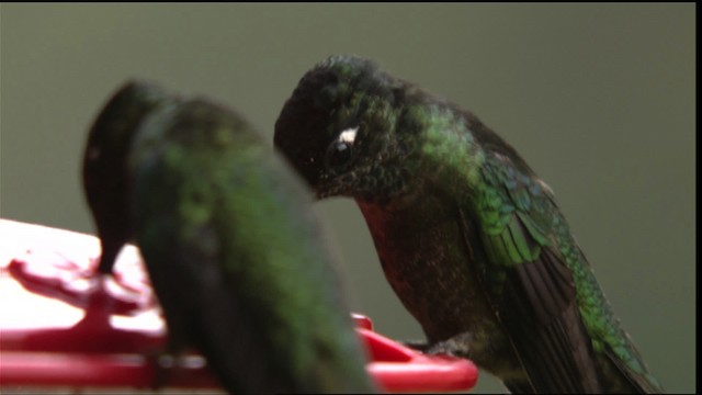 Talamanca Hummingbird - ML409185