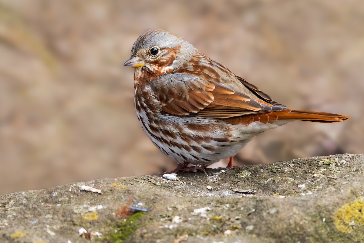 Fox Sparrow (Red) - ML409190151