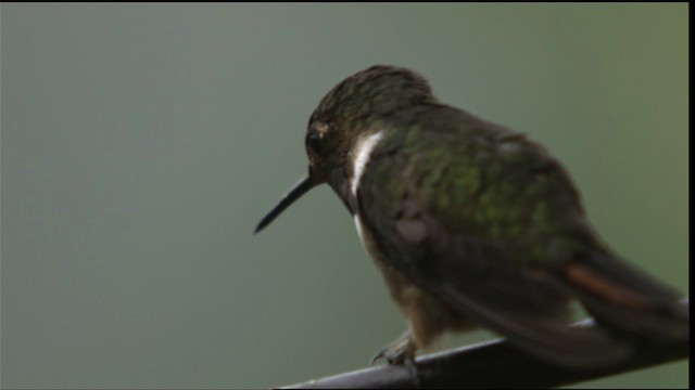 Scintillant Hummingbird - ML409193