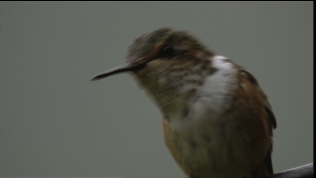 Scintillant Hummingbird - ML409195