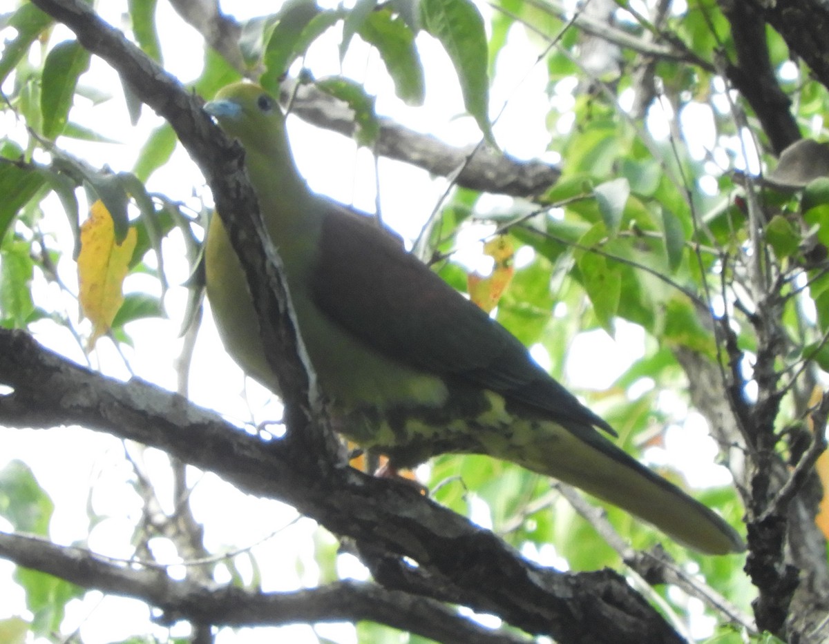 Wedge-tailed Green-Pigeon - ML409198371