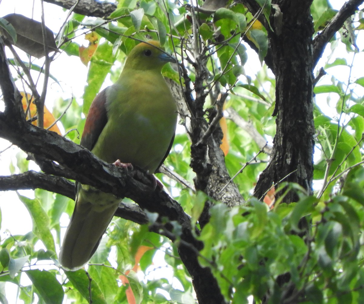 Wedge-tailed Green-Pigeon - ML409198621