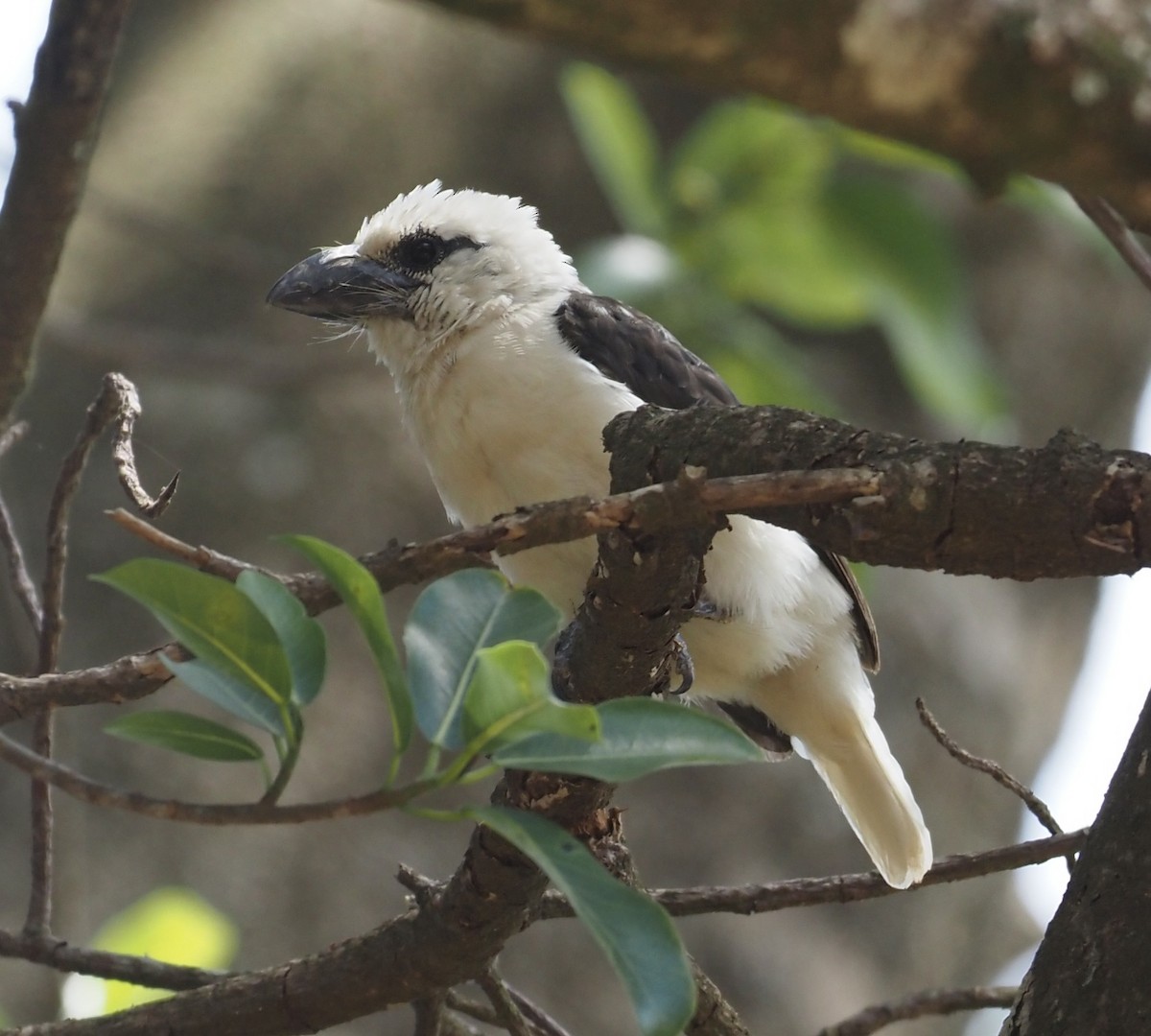 White-headed Barbet (Brown-and-white) - ML409199331