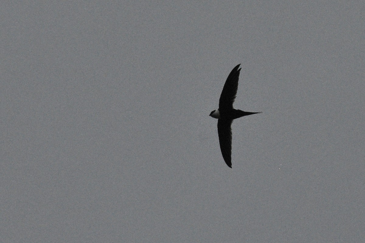 Great Swallow-tailed Swift - ML409200781