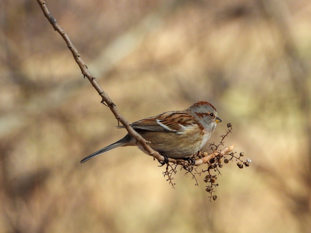 American Tree Sparrow - ML409202021