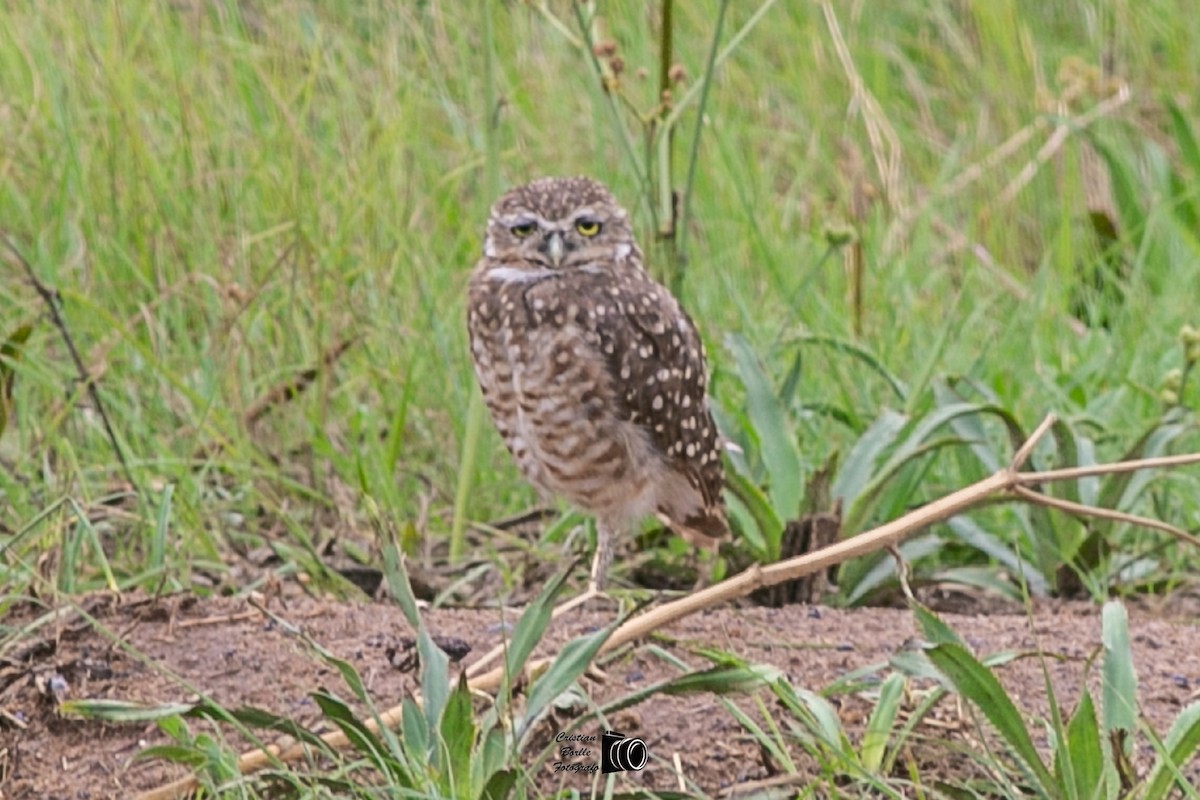 Burrowing Owl - Cristián Víctor Borlle