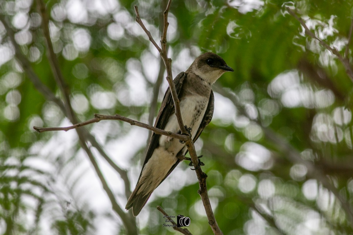 Brown-chested Martin - ML409204951