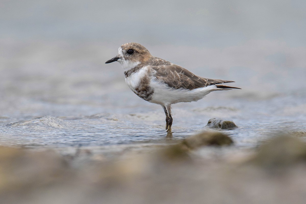 Two-banded Plover - ML409207901