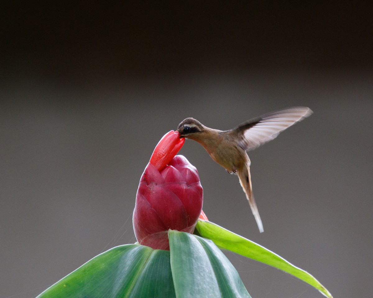 kolibřík skořicový - ML409210031