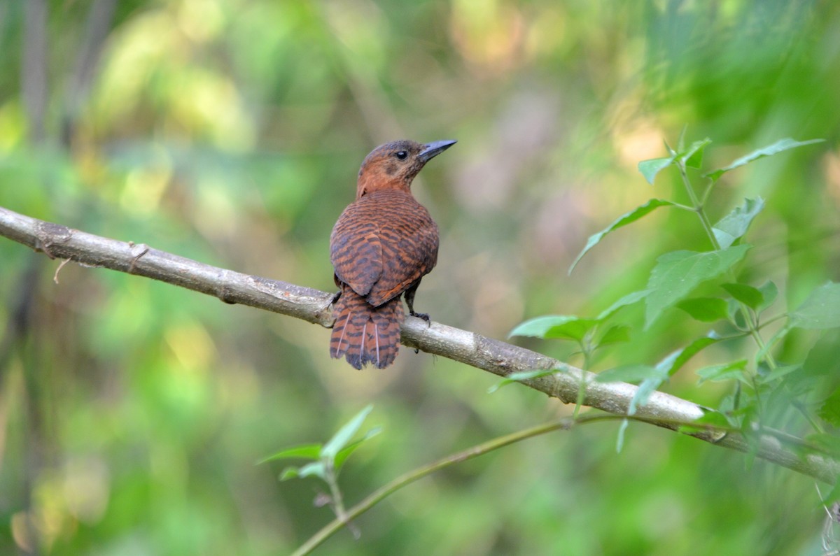Rufous Woodpecker - ML409210401