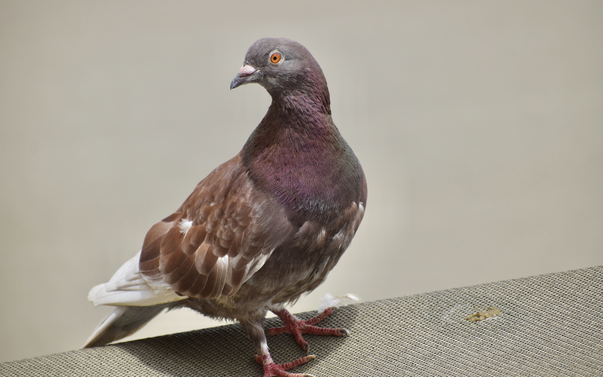 Rock Pigeon (Feral Pigeon) - Jacob Henry