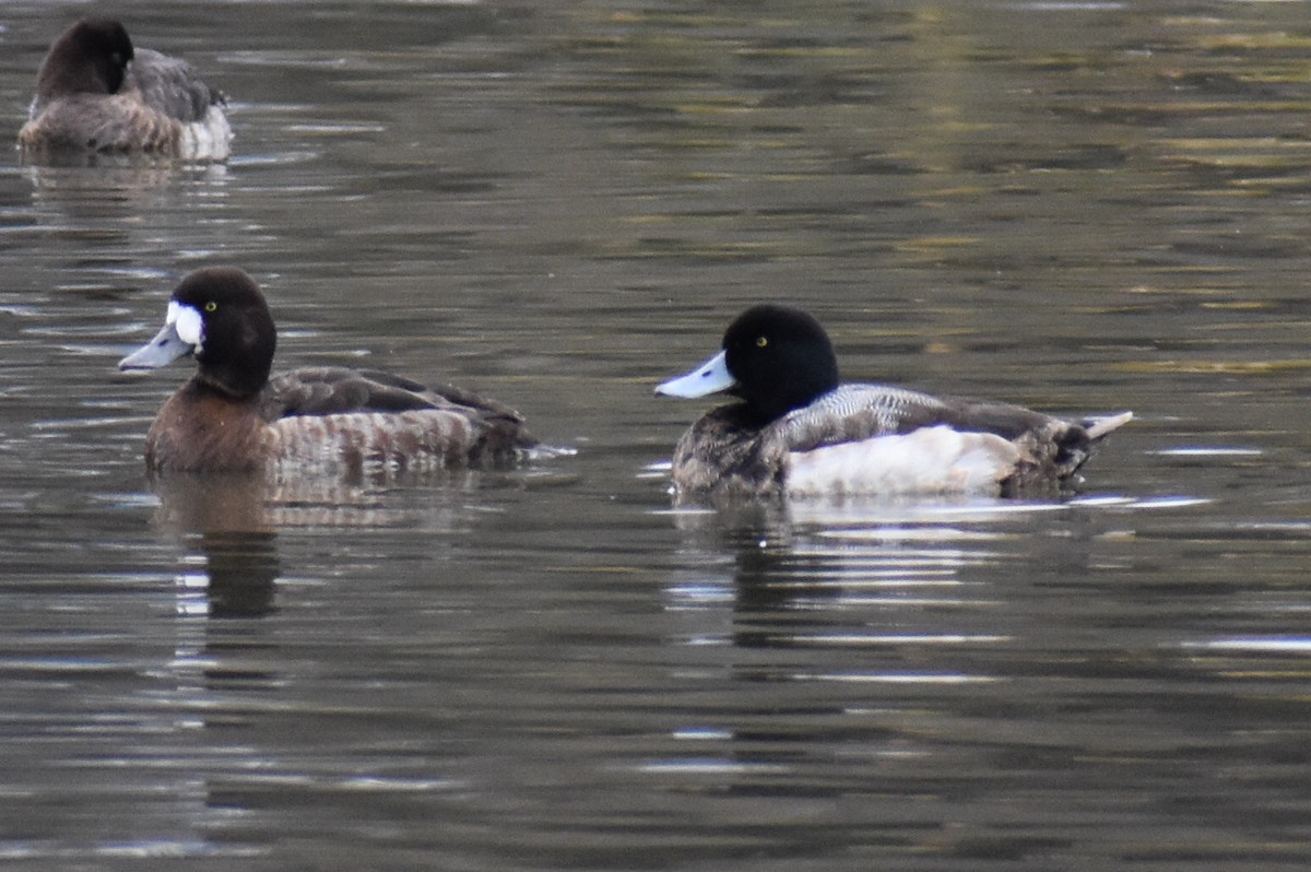 Greater Scaup - ML409215271