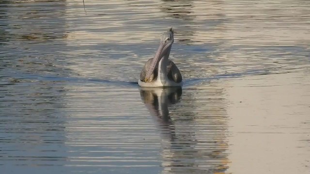 pelikán skvrnozobý - ML409217941