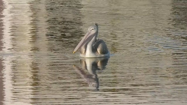 pelikán skvrnozobý - ML409218241