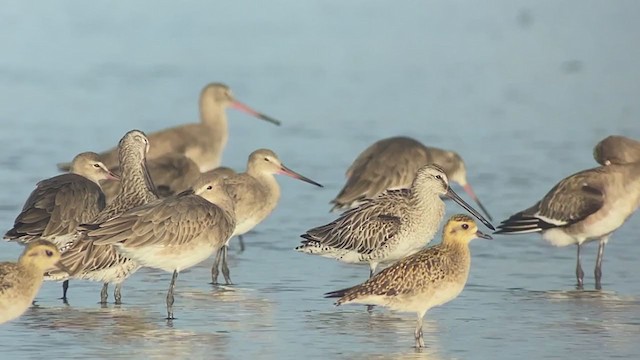 Asian Dowitcher - ML409219451