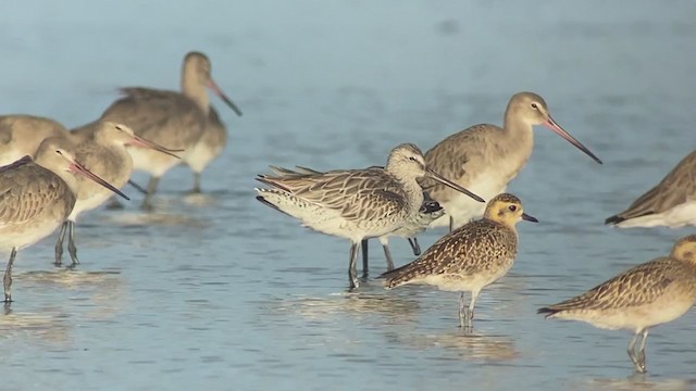Asian Dowitcher - ML409219741