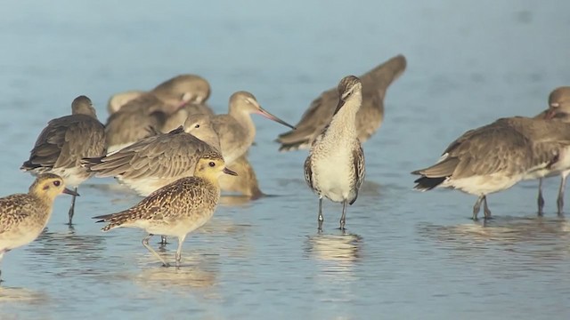 Asian Dowitcher - ML409219861