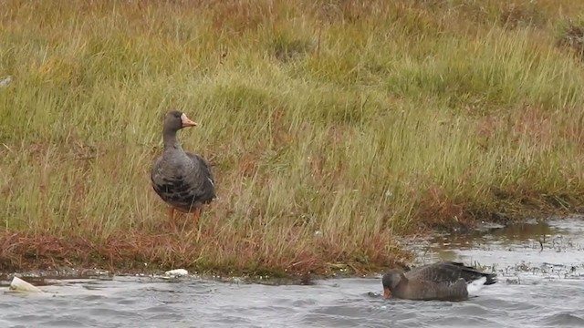 Greater White-fronted Goose - ML409221181