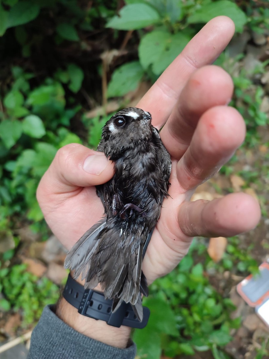 Spot-fronted Swift - ML409222671