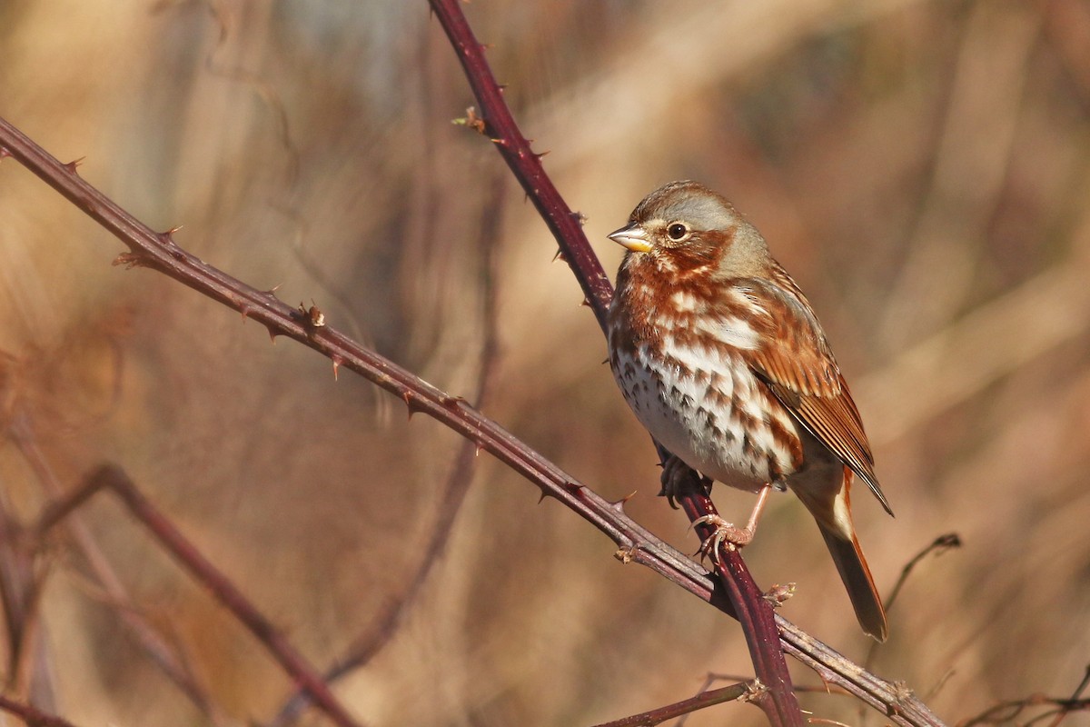 Fox Sparrow (Red) - ML40922341