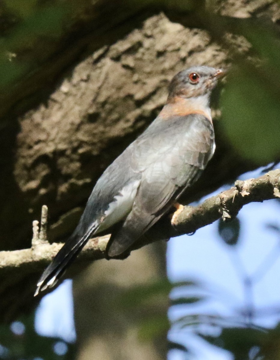 Common Hawk-Cuckoo - Paul Cullen