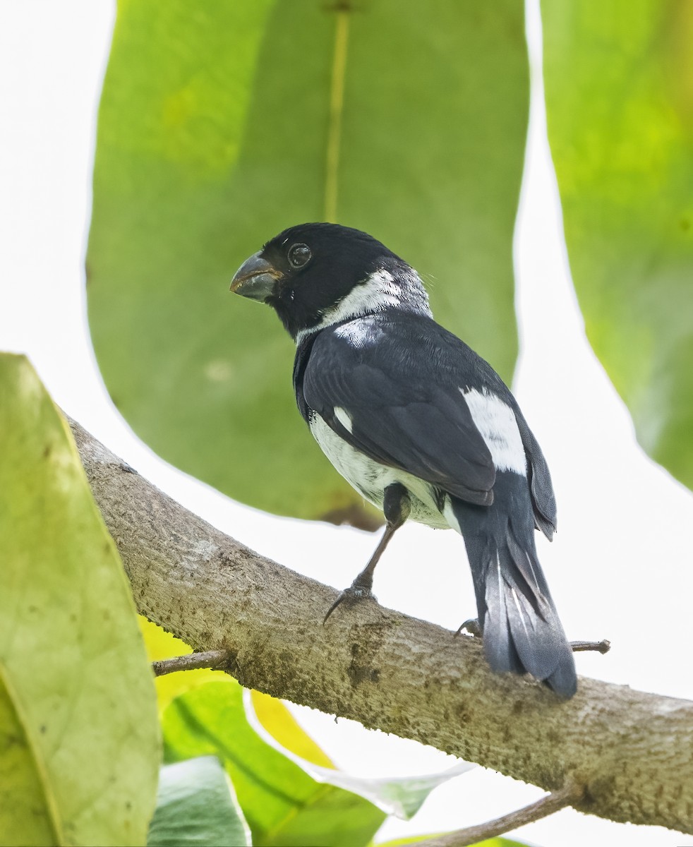 Variable Seedeater - ML409231711